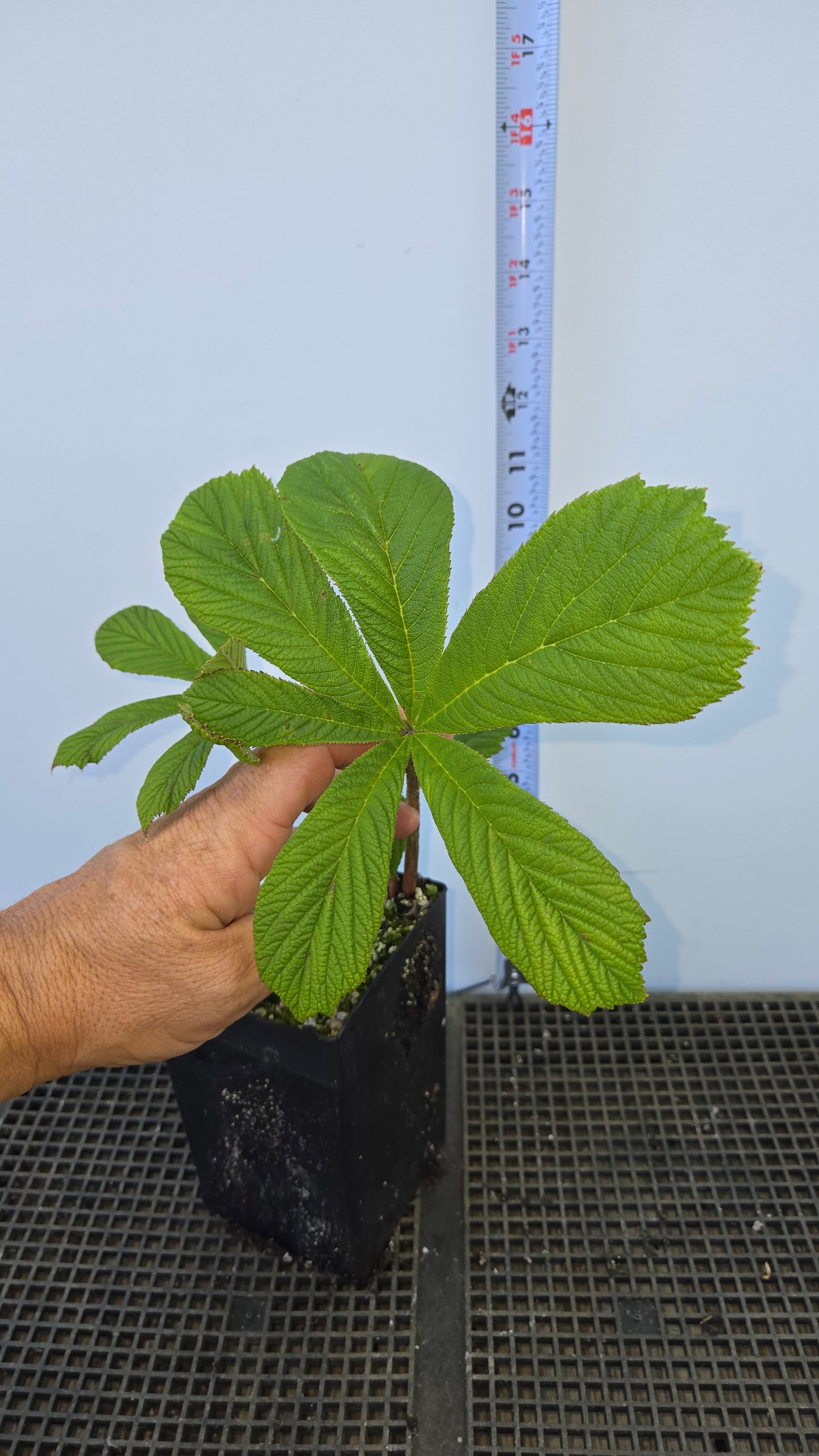 Rodgersia aesculifolia, Rodgersia