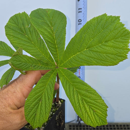 Rodgersia aesculifolia, Rodgersia