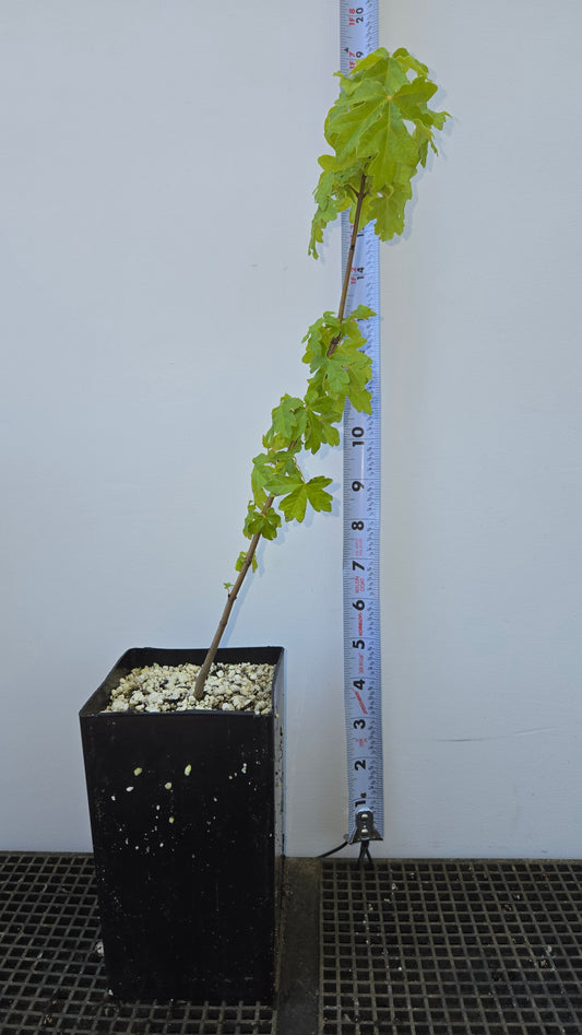 Acer campestre, Field Maple