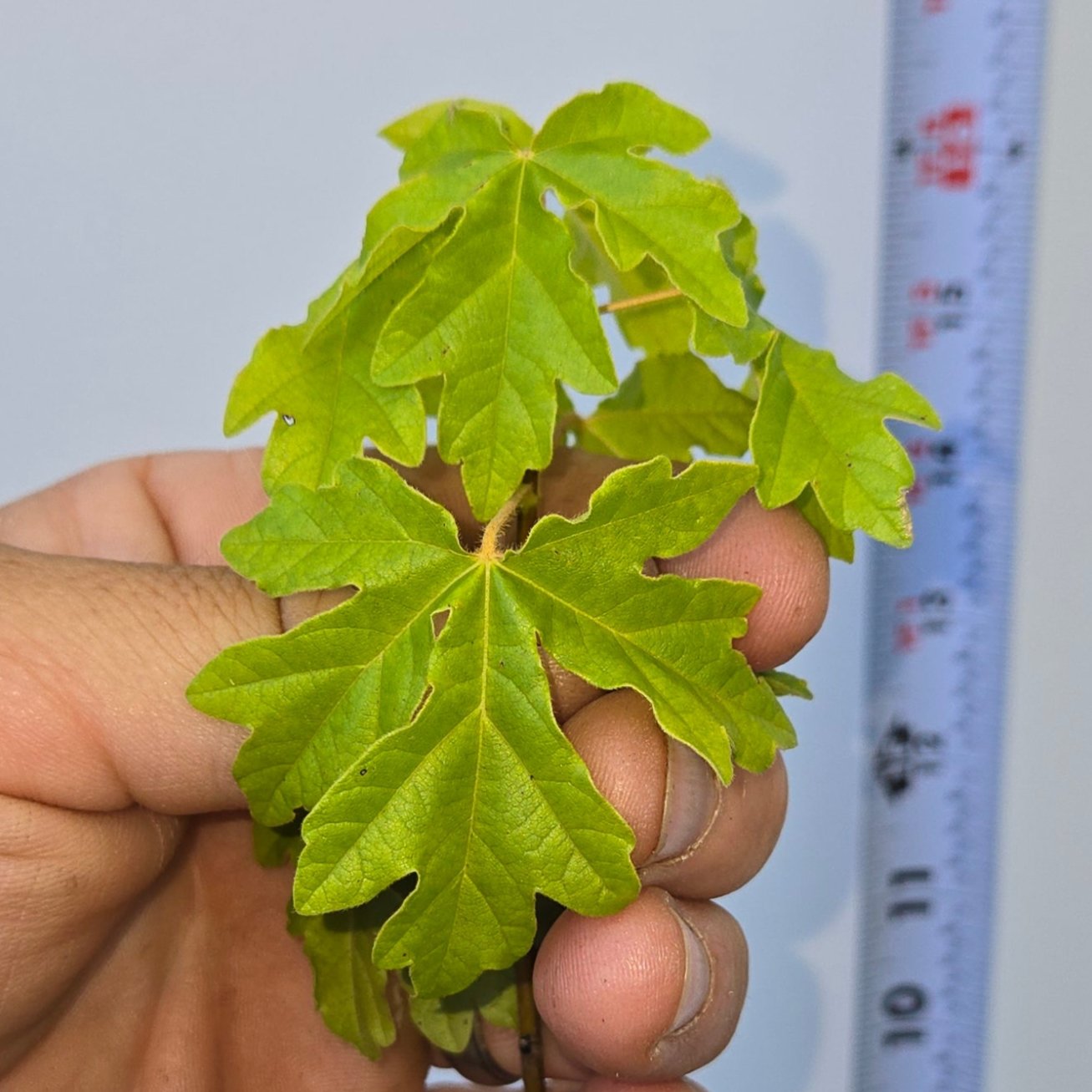 Acer campestre, Field Maple