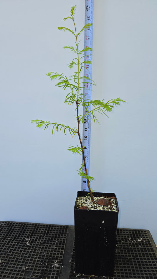 Metasequoia glyptostroboides, Dawn Redwood