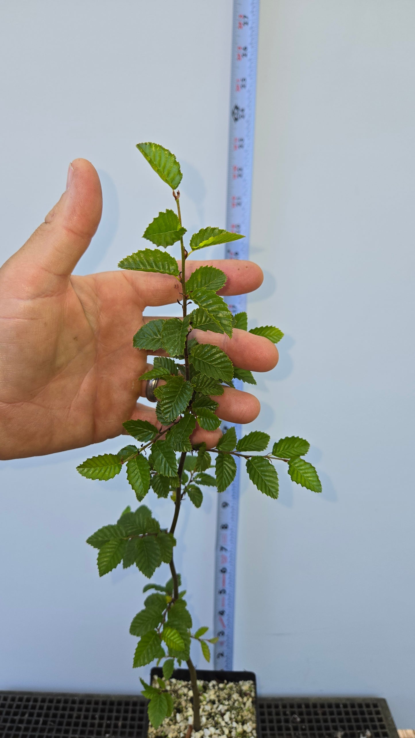 Carpinus coreana, Korean Hornbeam