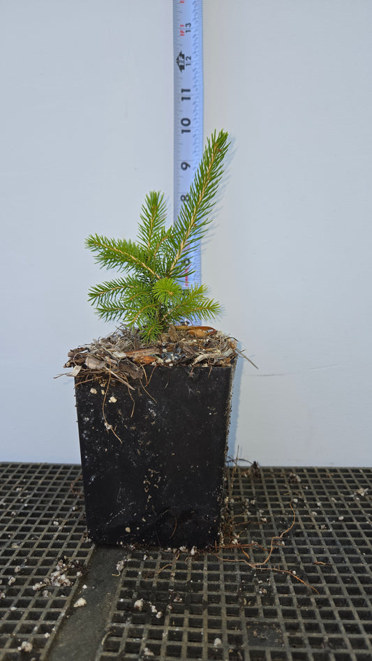 Picea orientalis, Caucasian Spruce.