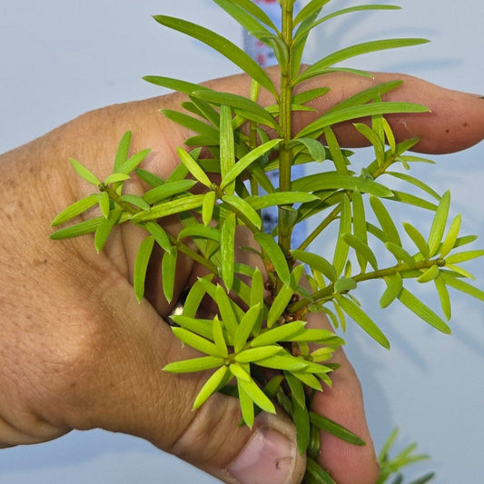 Podocarpus laetus, Hall's Podocarpus