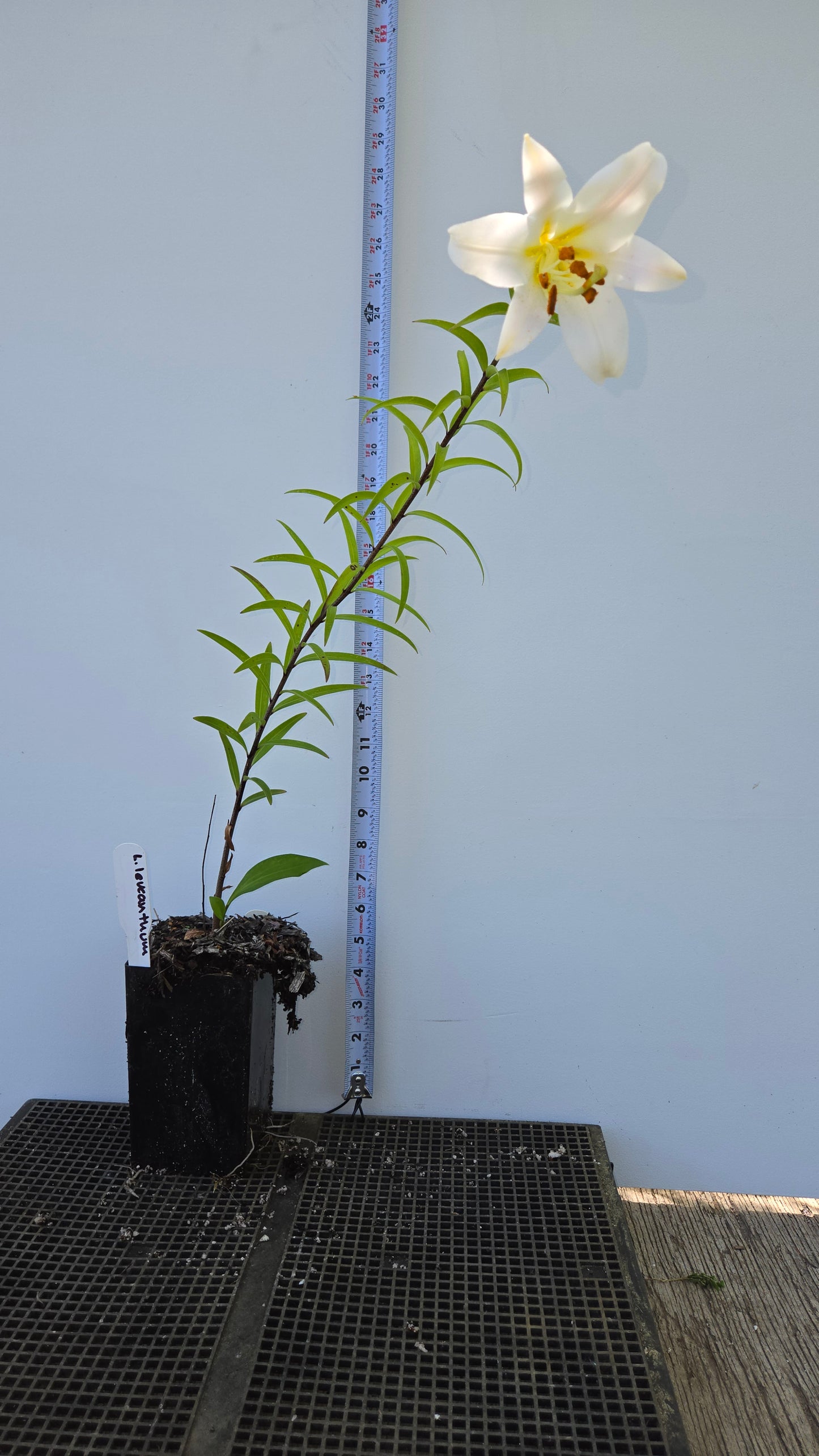 Lilium leucanthum, White Chinese Lily.