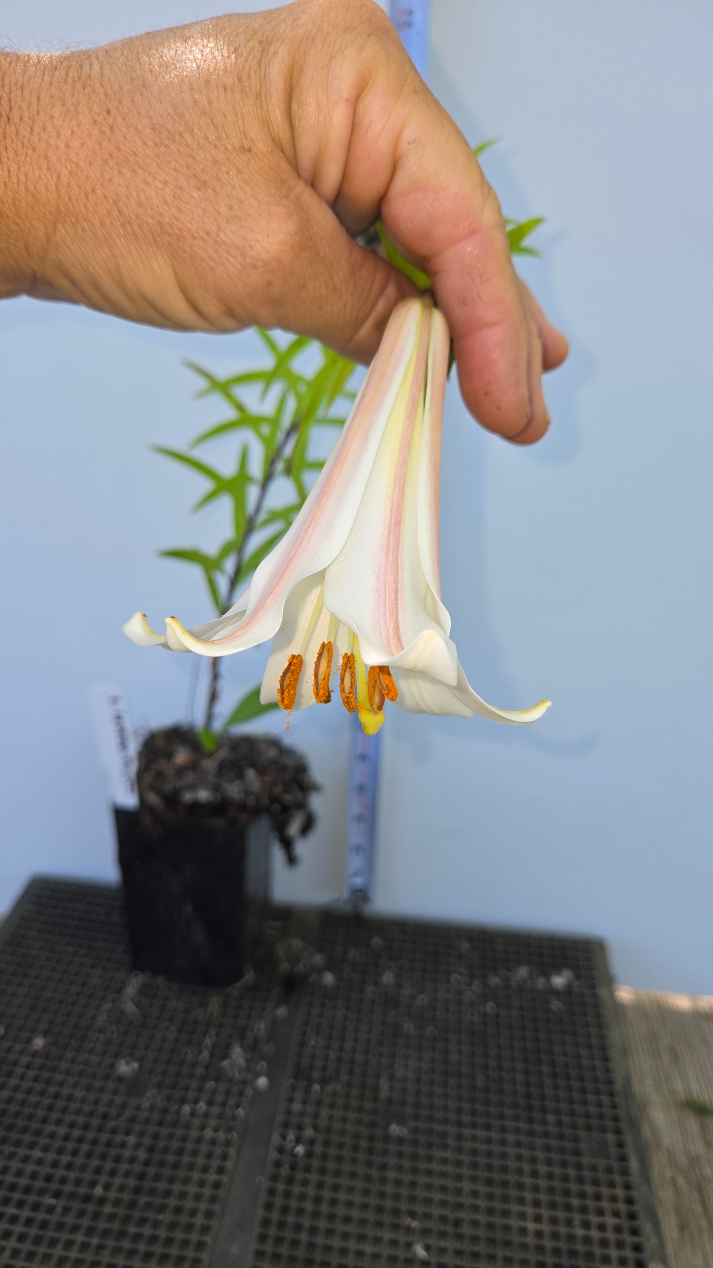 Lilium leucanthum, White Chinese Lily.