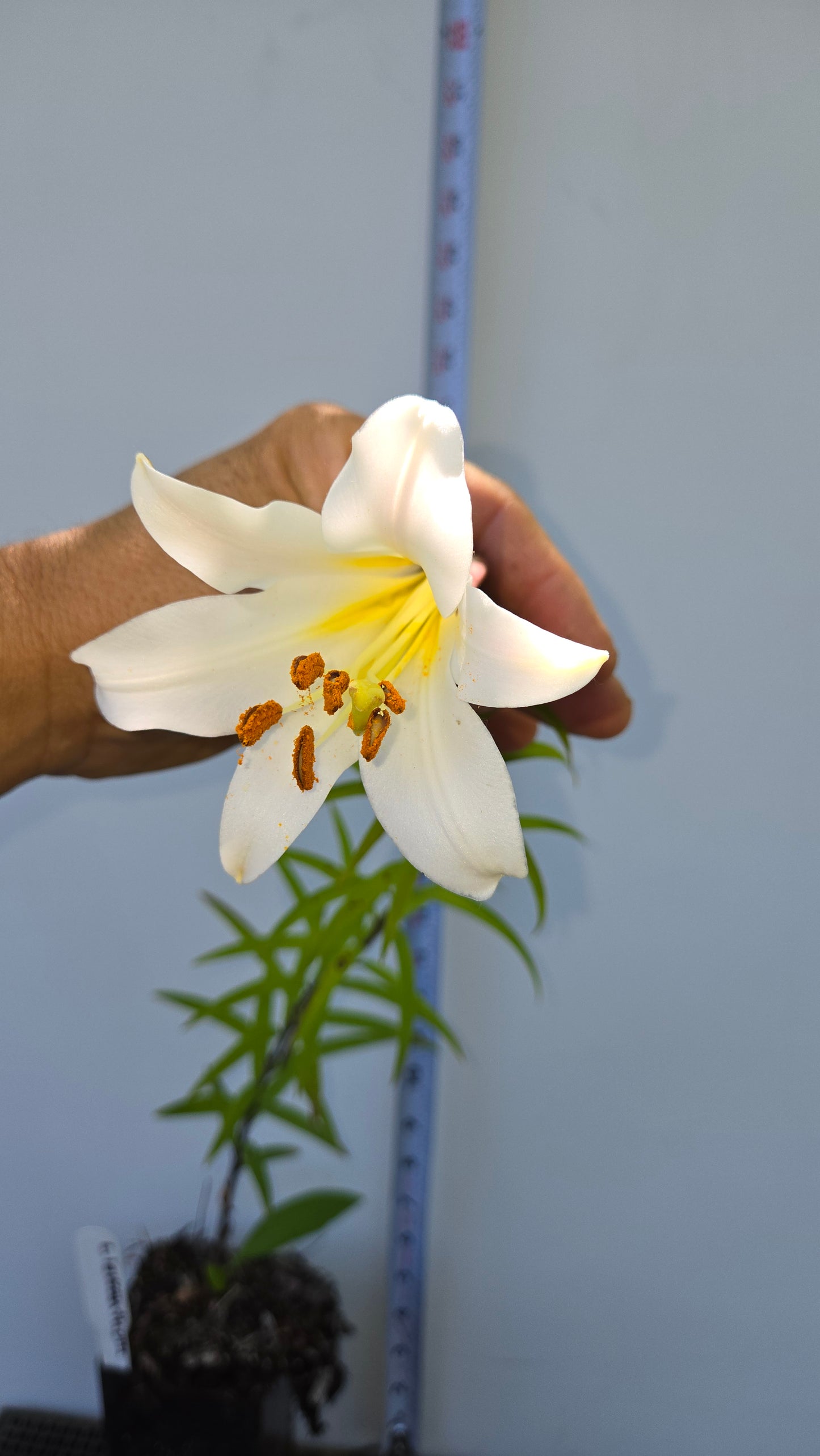 Lilium leucanthum, White Chinese Lily.