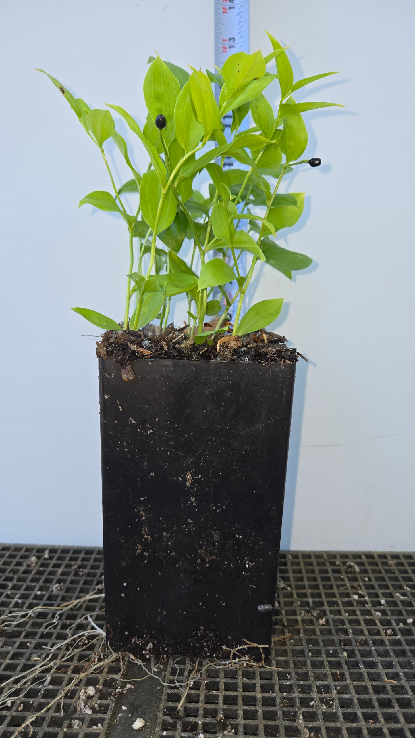 Disporum viridescens, Green Fairy Bells