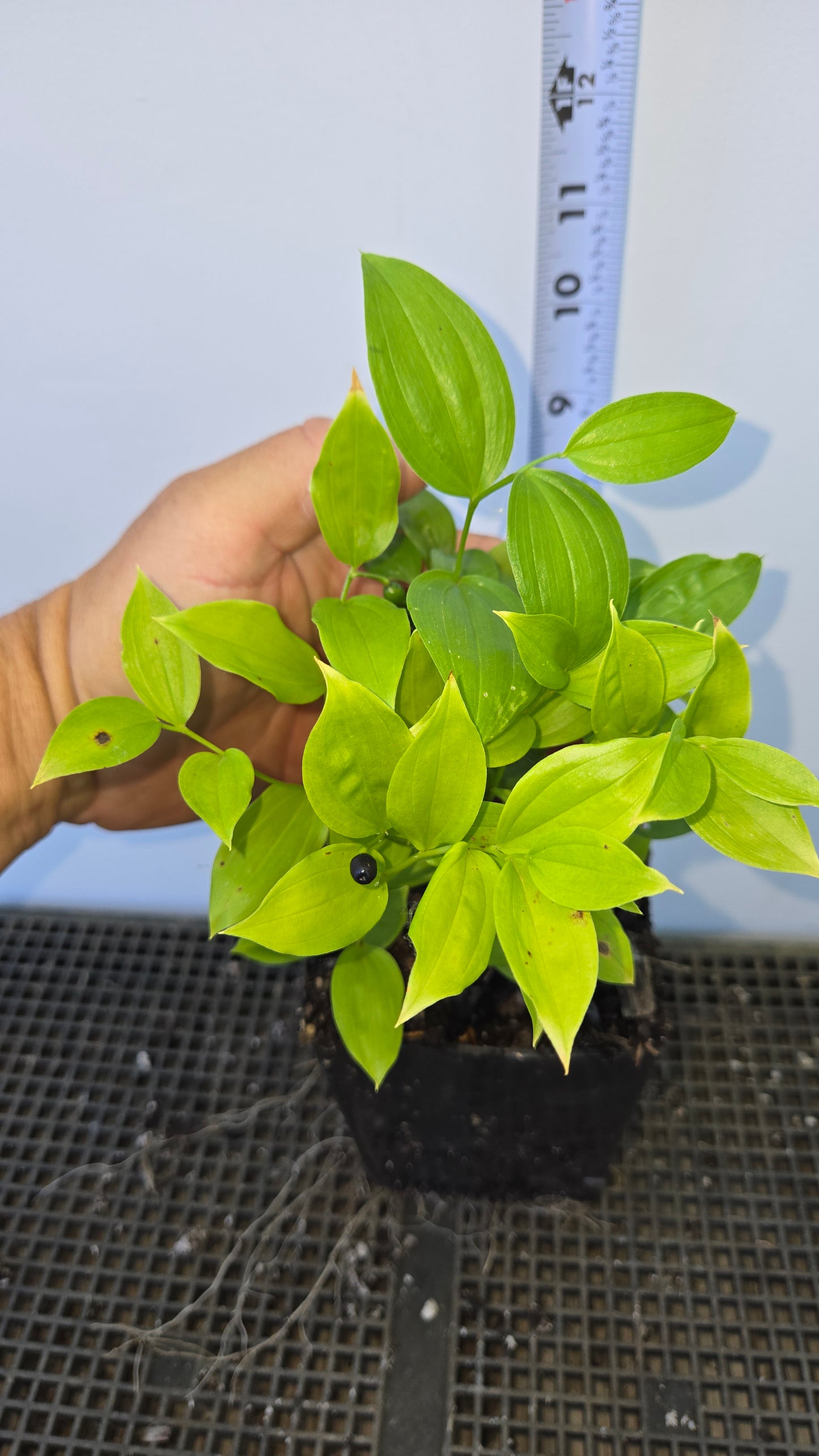 Disporum viridescens, Green Fairy Bells