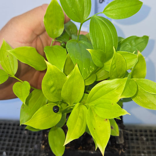Disporum viridescens, Green Fairy Bells