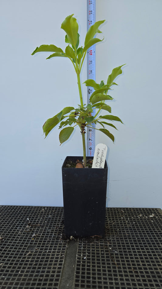 Trochodendron aralioides, Wheel Tree.