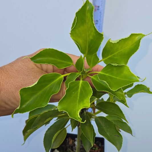Trochodendron aralioides, Wheel Tree.