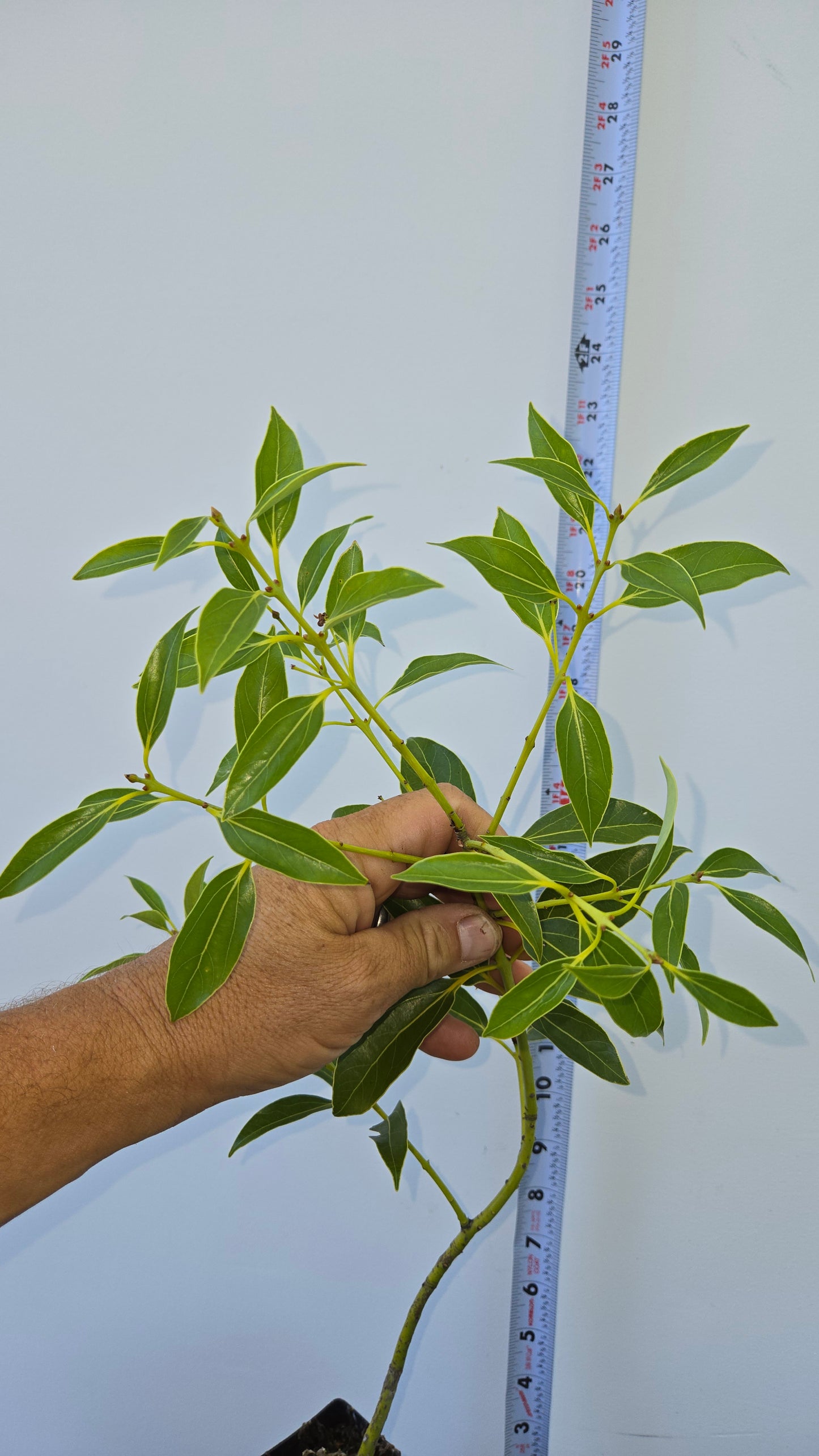 Cinnamomum japonicum, Japanese Cinnamon Tree