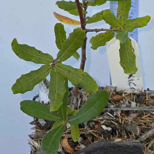 Quercus mexicana, Mexican Red Oak.