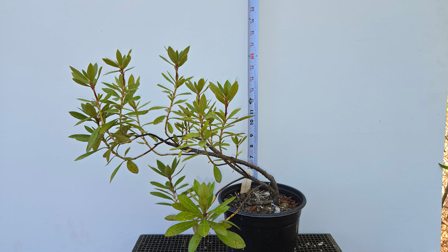 Rhododnedron formosum, Beautiful Madden Rhododendron.