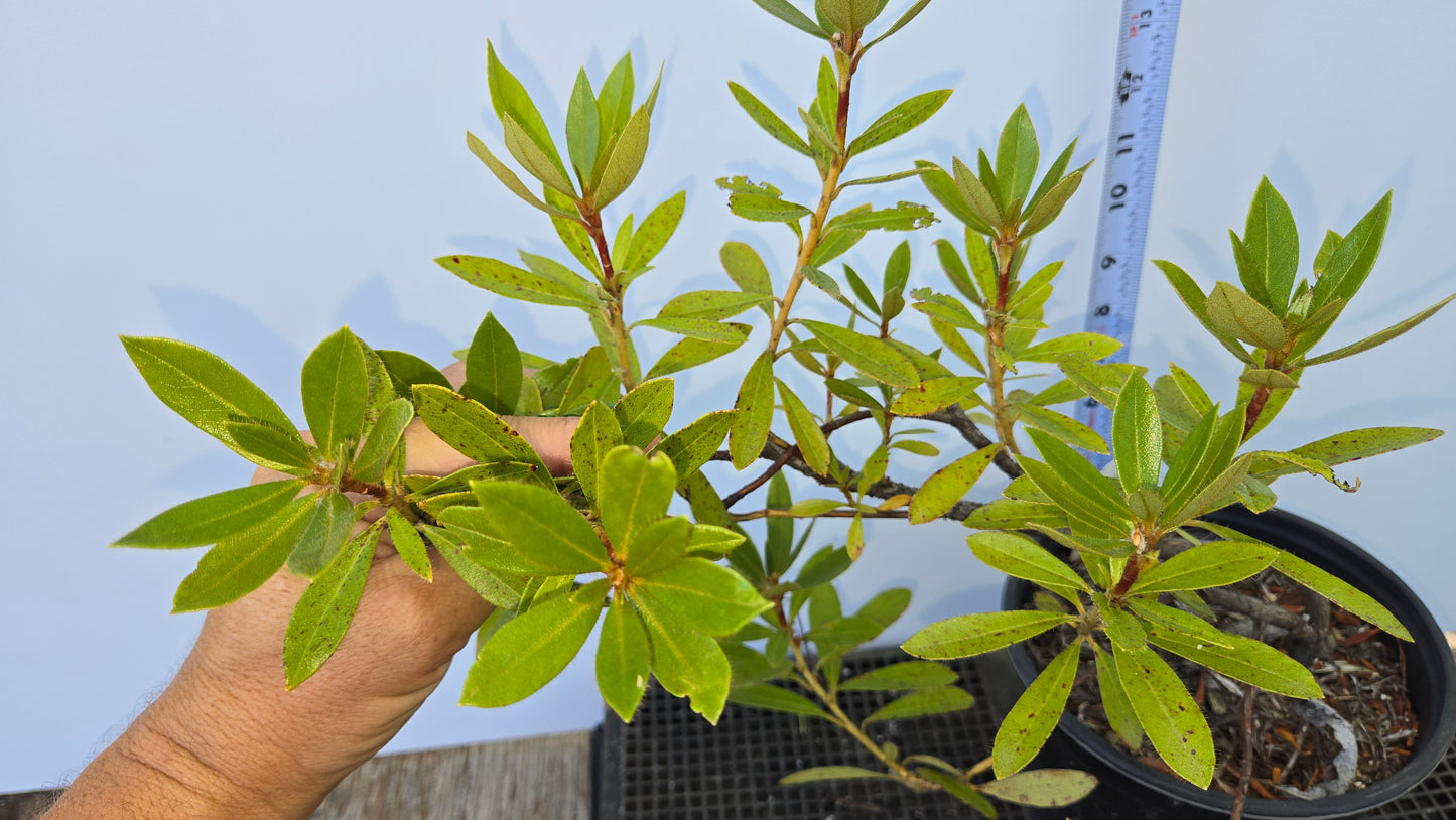 Rhododnedron formosum, Beautiful Madden Rhododendron.