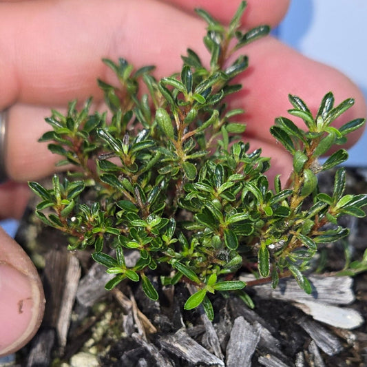 Blind Azalea
