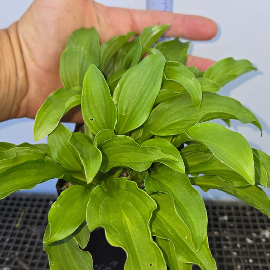 Hosta montana, Dwarf Hosta, Plantain Lilly.