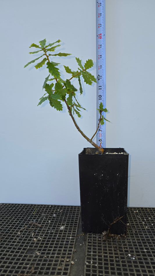 Quercus faginea, Portuguese Oak.