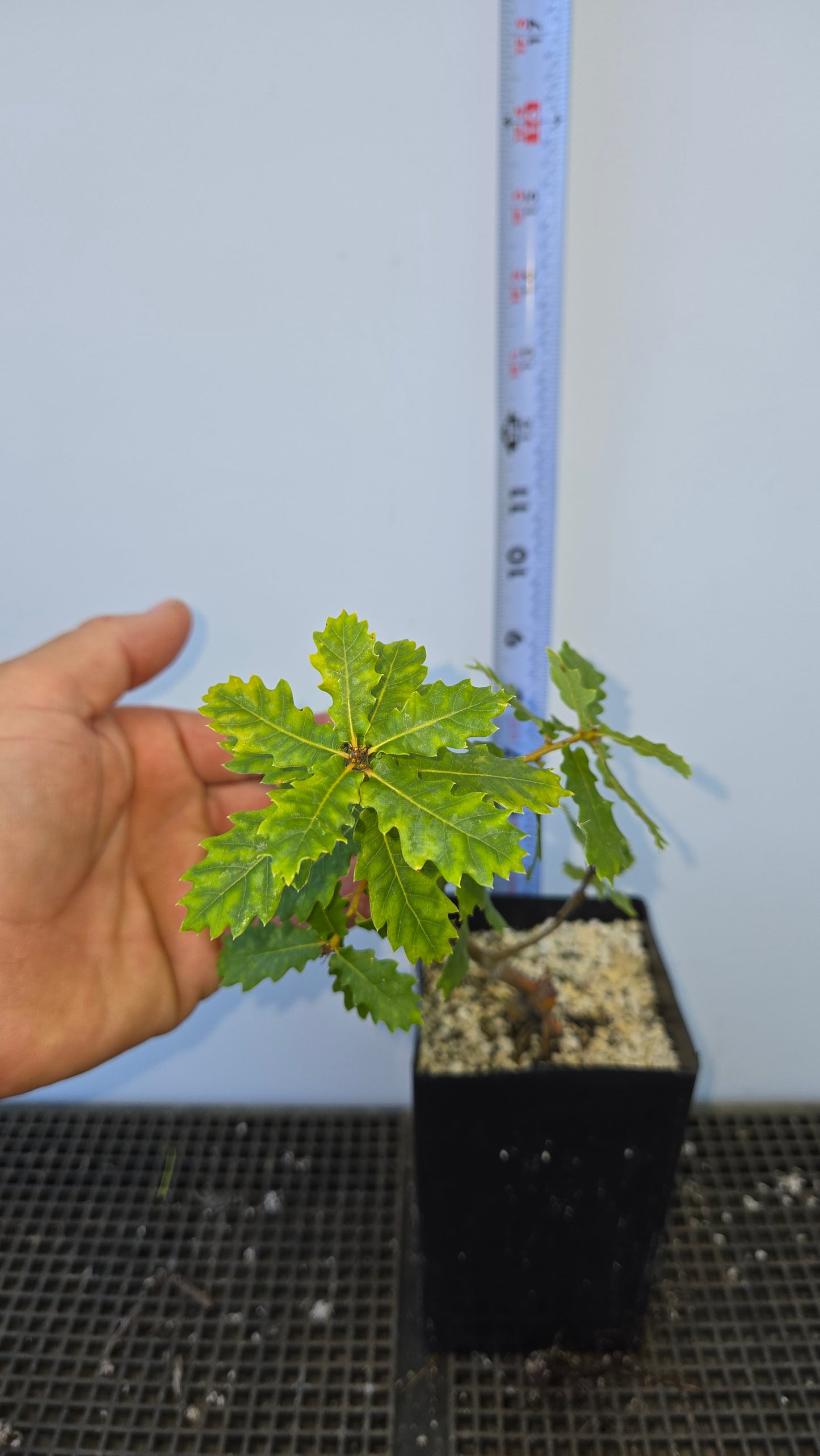 Quercus faginea, Portuguese Oak.