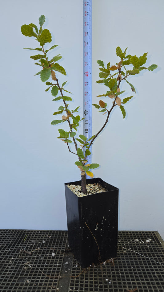 Quercus ithaburensis, Mt. Tabor Oak.