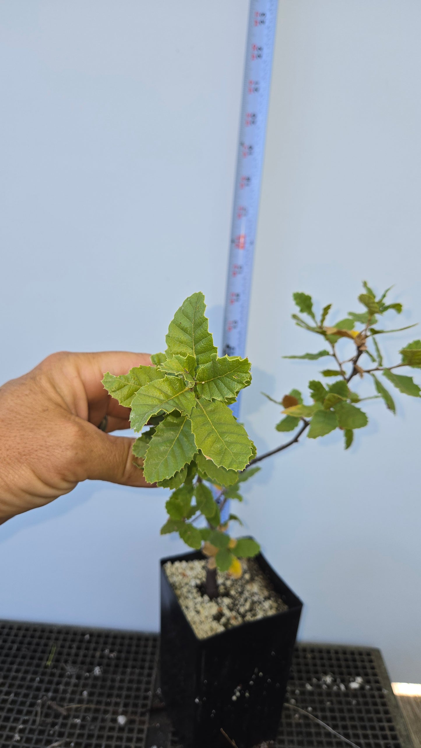 Quercus ithaburensis, Mt. Tabor Oak.