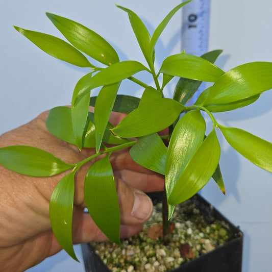 Nageia nagi, Asian Bayberry