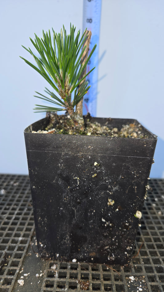 Pinus thunbergii 'Kotobuki'