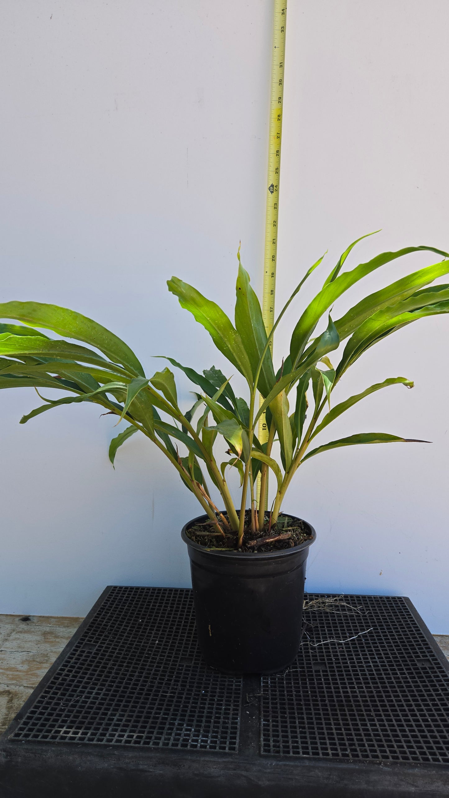 Alpinia zerumbet, Shell Ginger.