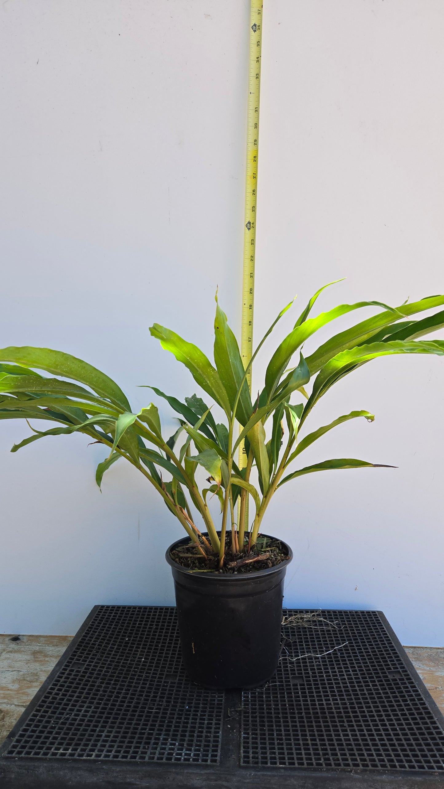 Alpinia zerumbet, Shell Ginger.