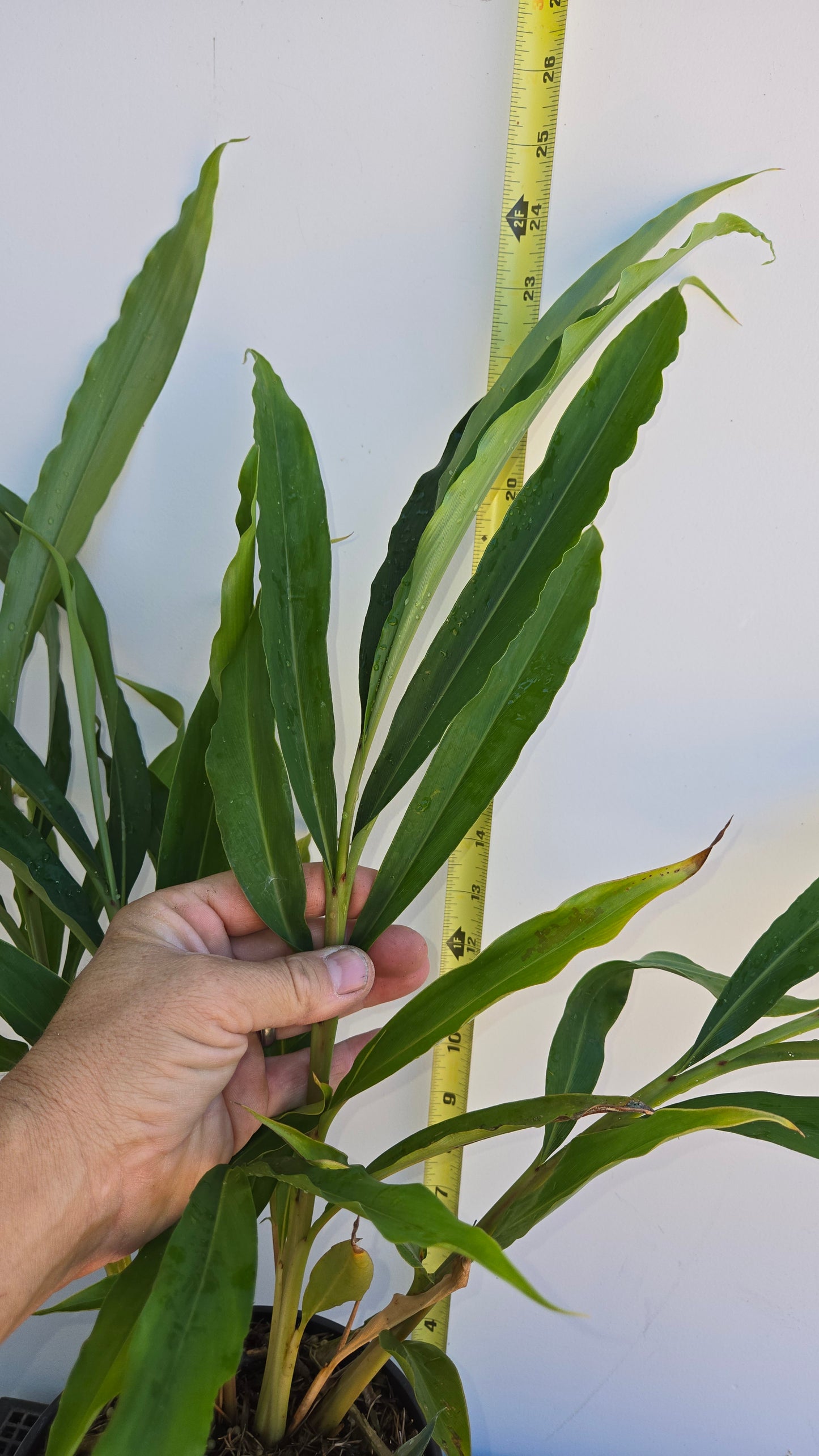 Alpinia zerumbet, Shell Ginger.