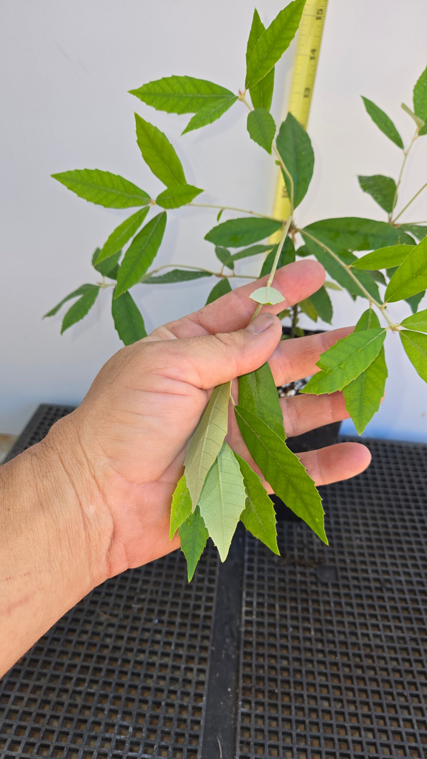 Quercus gilva, Red Bark Oak.