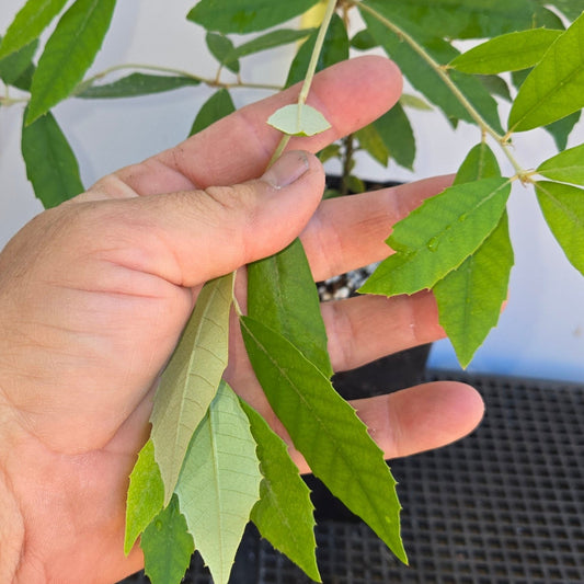Quercus gilva, Red Bark Oak.