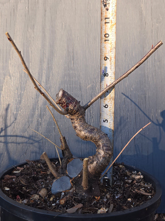 Japanese Hill Cherry, Prunus serrulata, Pser11