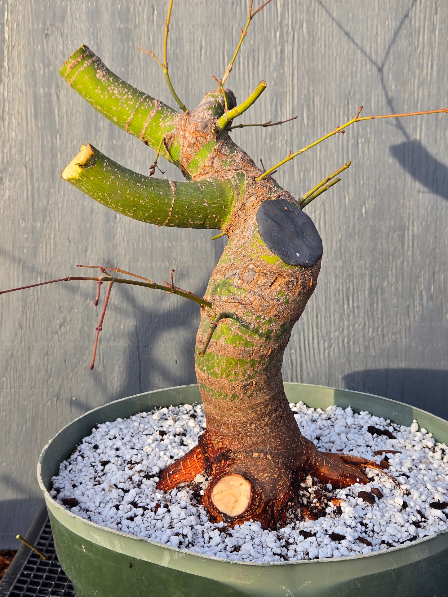 Field Grown Dwarf Japanese Maple, Acer palmatum. Apd38