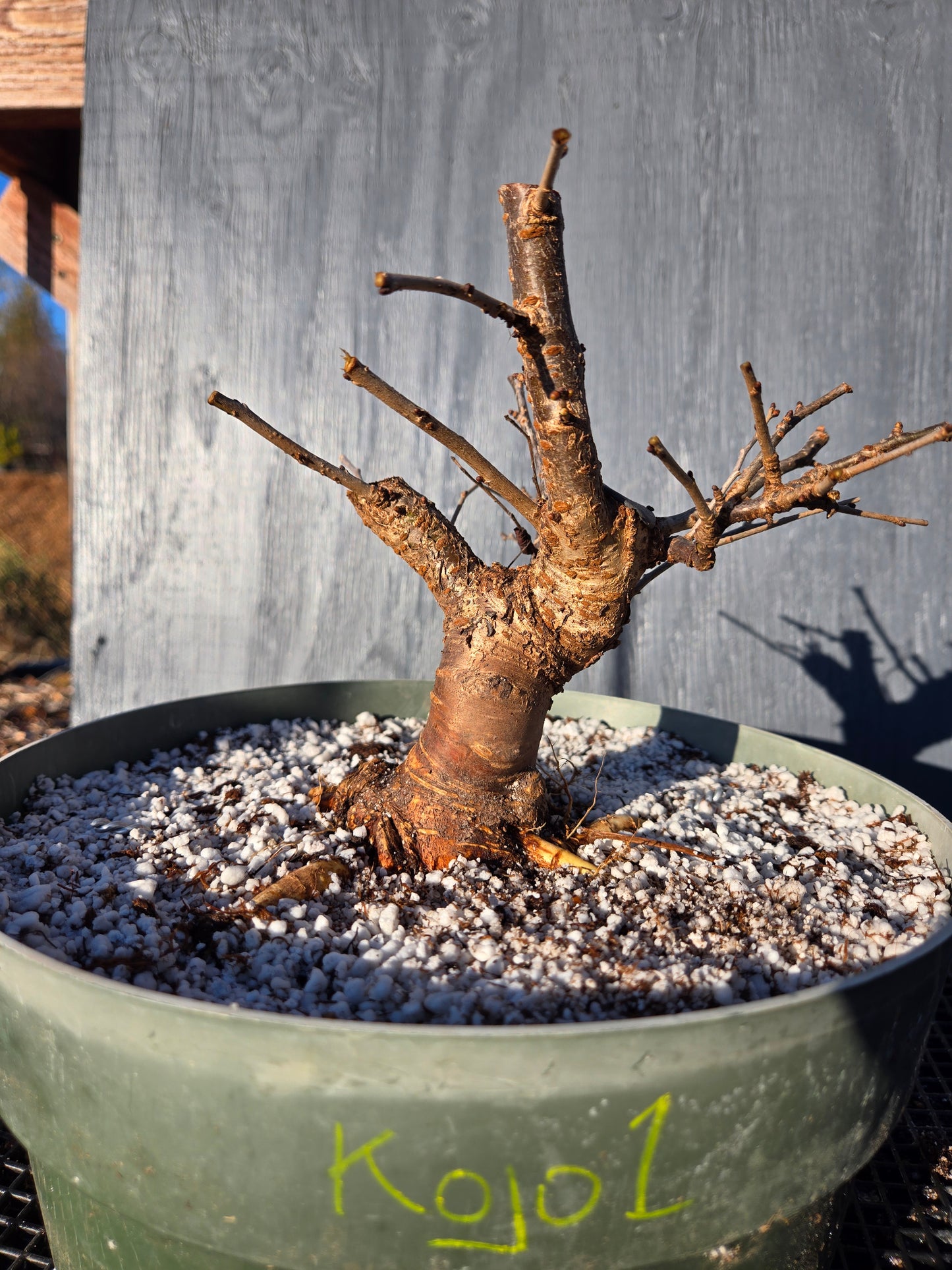 Prunus incisa, 'Kojo No Mai', Contorted Fuji, KOJO1