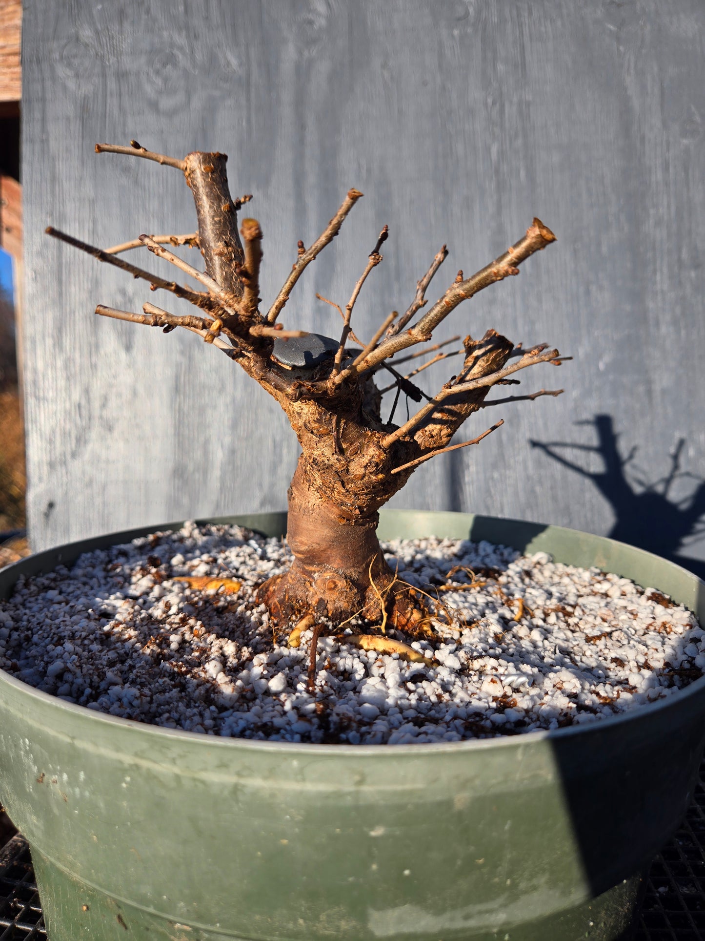 Prunus incisa, 'Kojo No Mai', Contorted Fuji, KOJO1