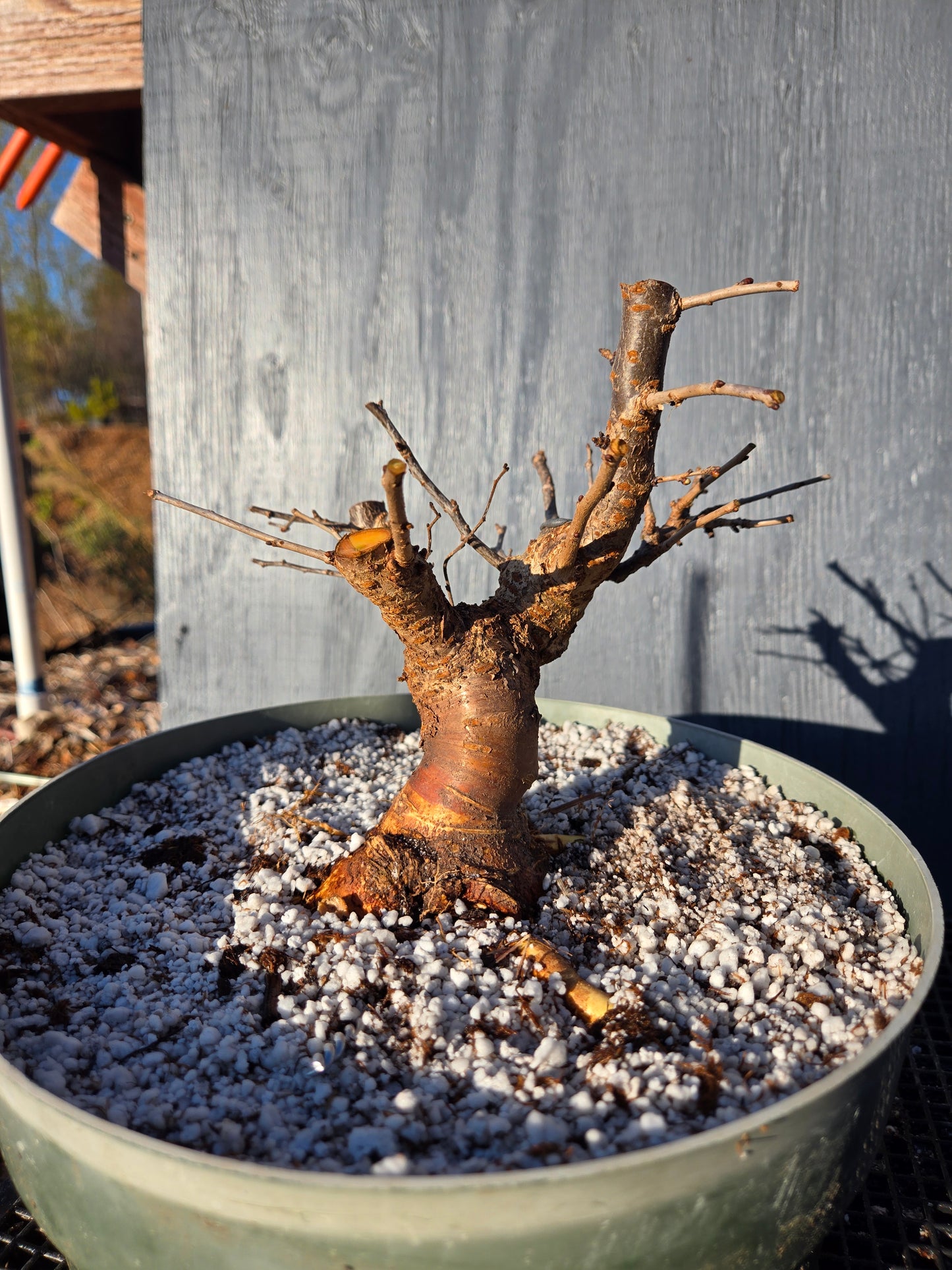 Prunus incisa, 'Kojo No Mai', Contorted Fuji, KOJO1