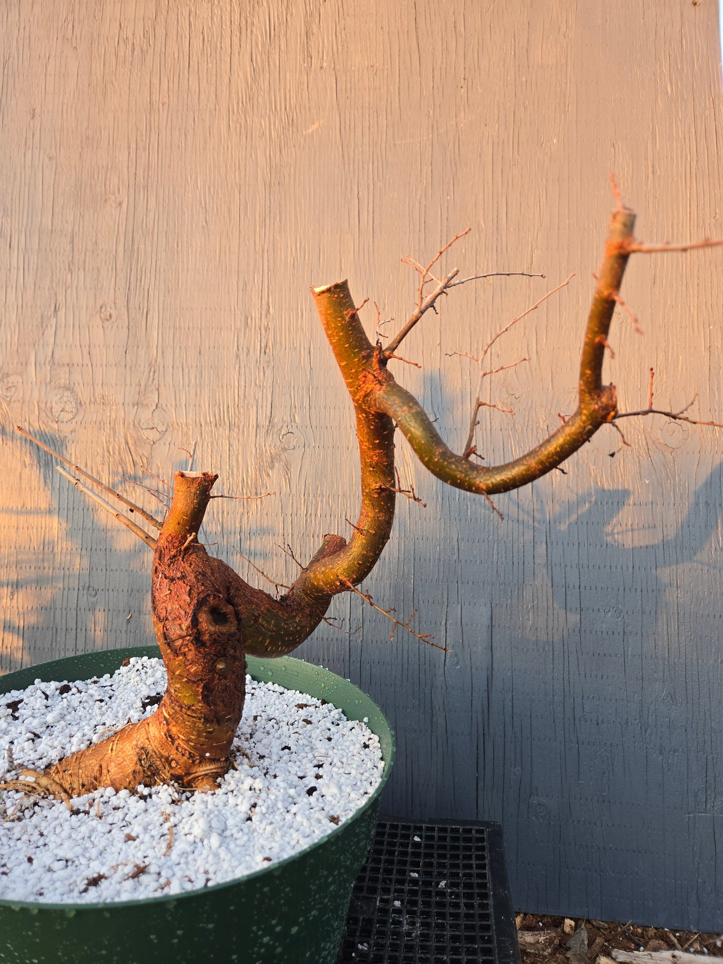 Chinese Elm, UP1