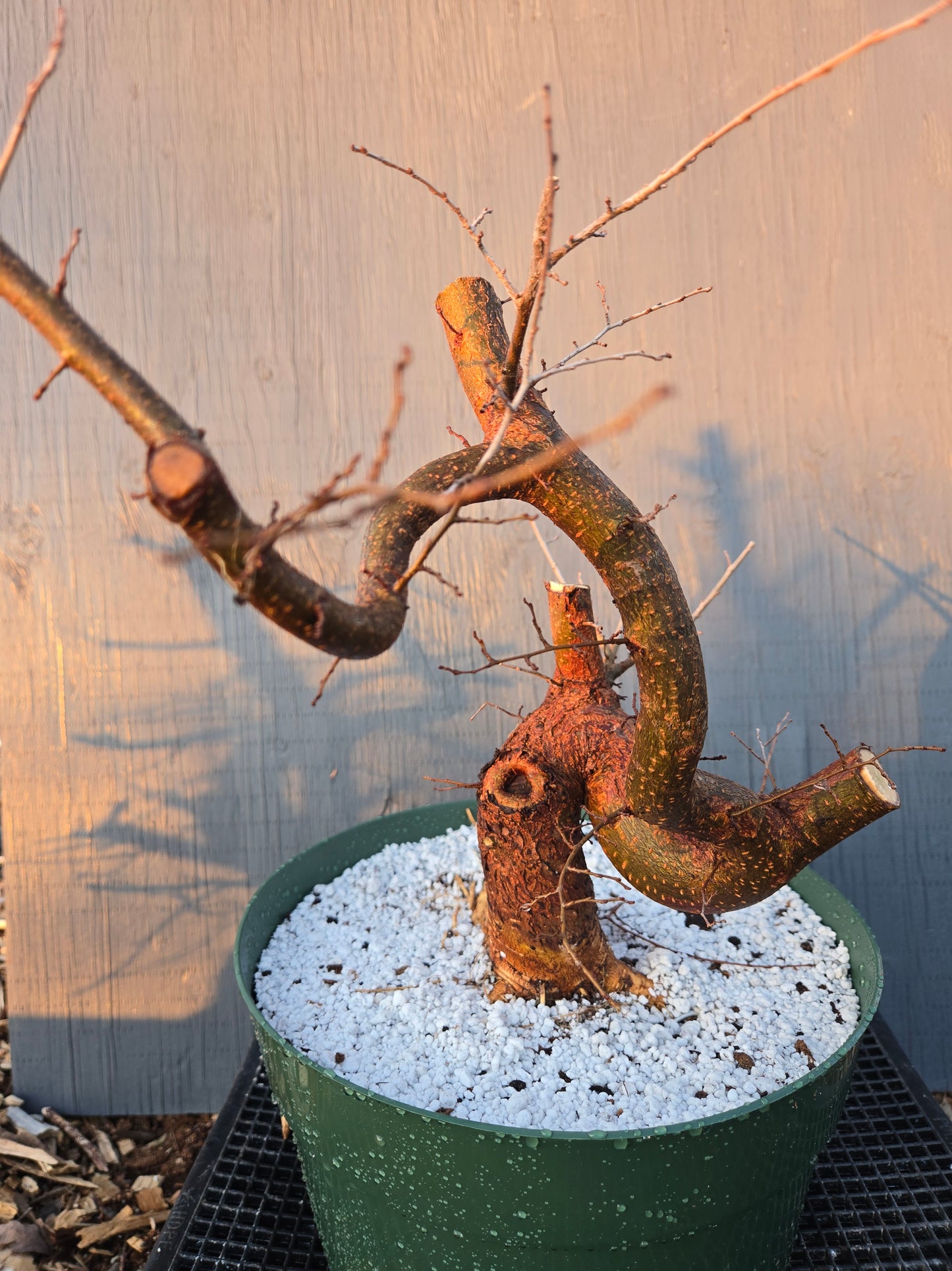 Chinese Elm, UP1