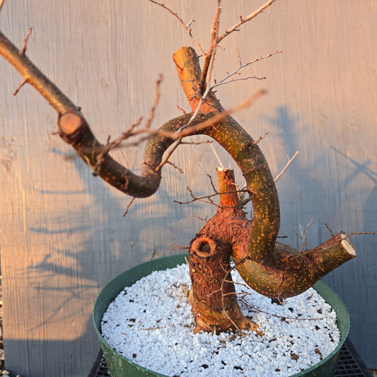 Chinese Elm, UP1