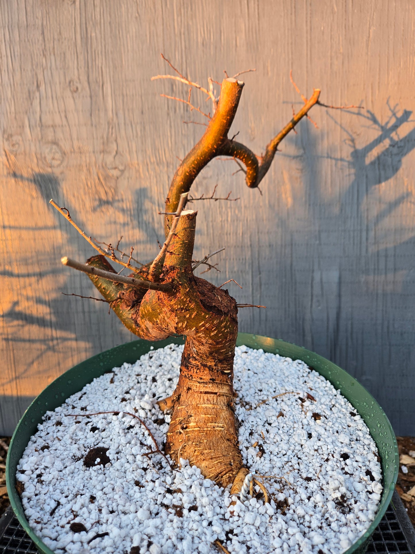 Chinese Elm, UP1