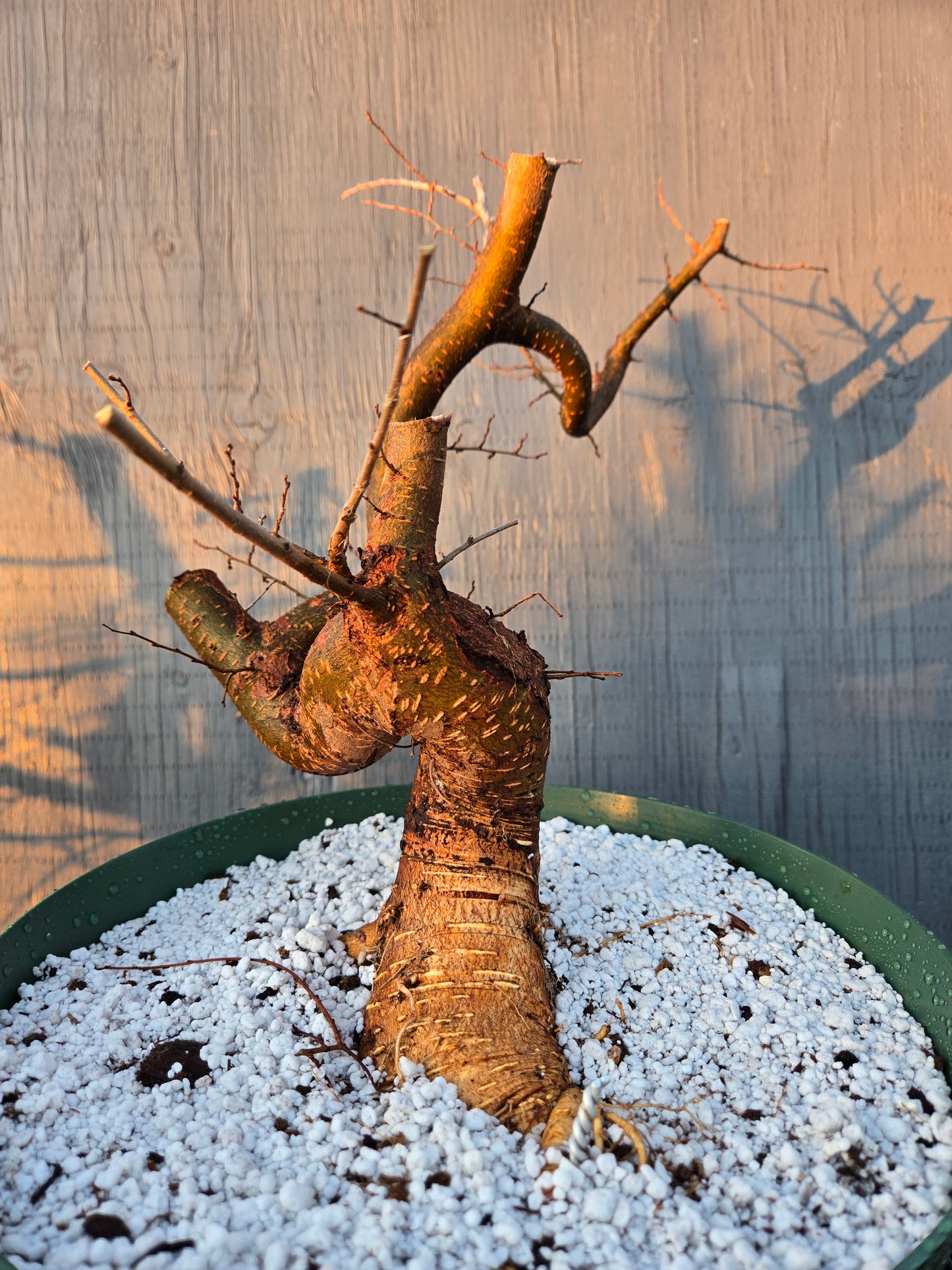 Chinese Elm, UP1