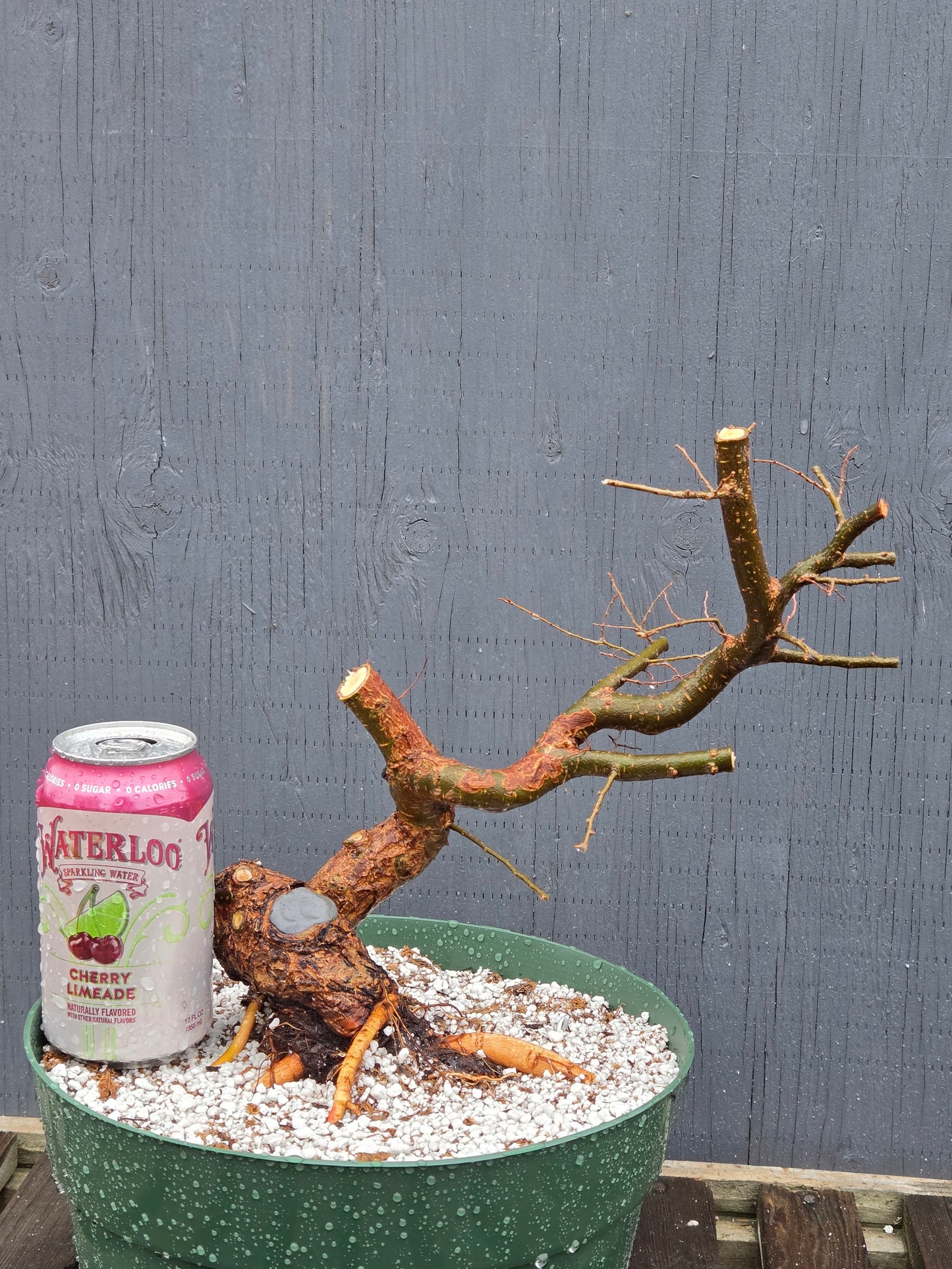 Chinese Elm, Up6