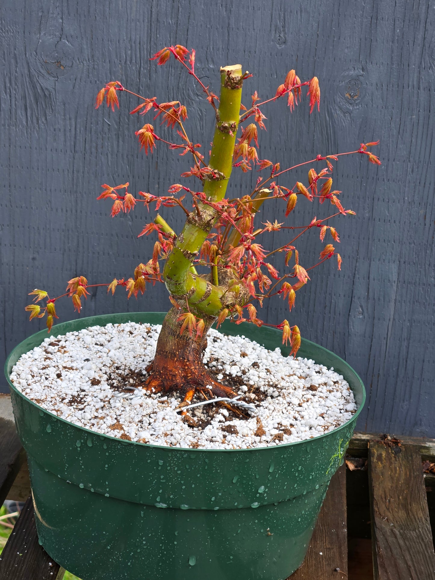 Field Grown Dwarf Japanese Maple, Acer palmatum. Apd110