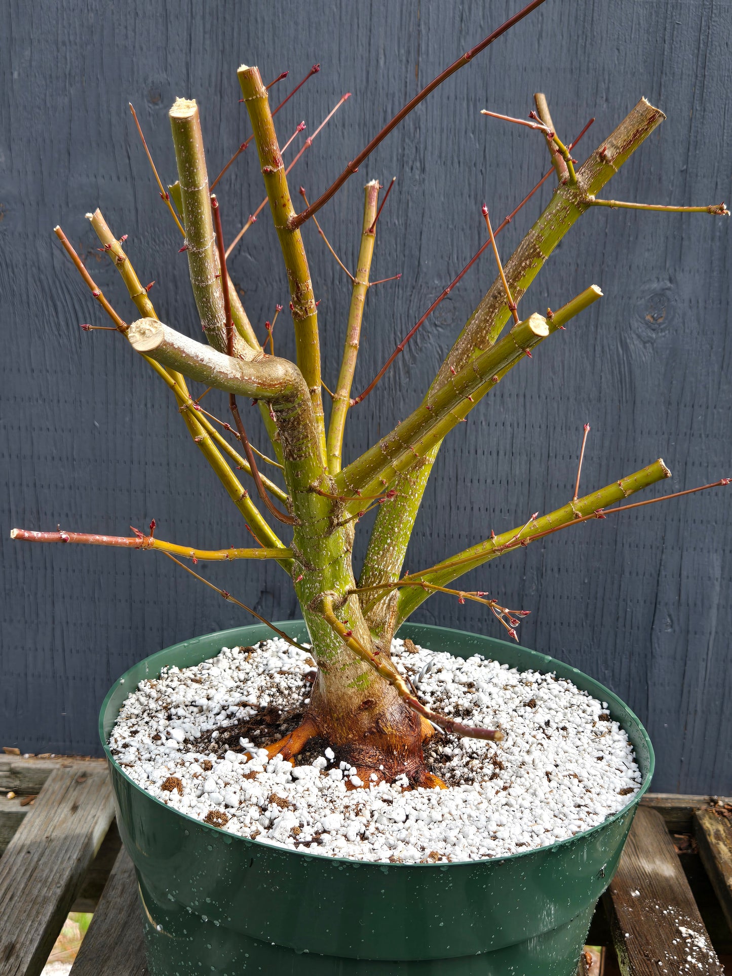 Field Grown Dwarf Japanese Maple, Acer palmatum. Apd113, Multi stem.