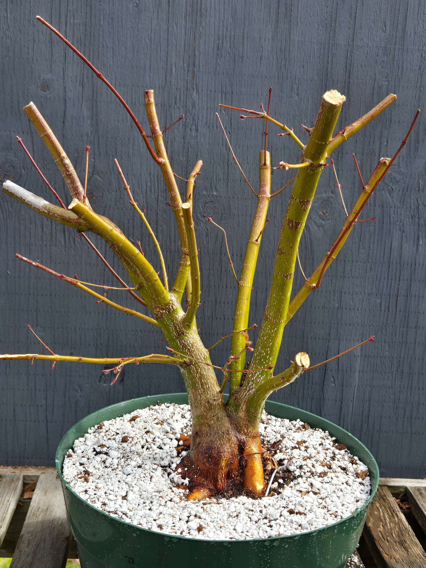 Field Grown Dwarf Japanese Maple, Acer palmatum. Apd113, Multi stem.