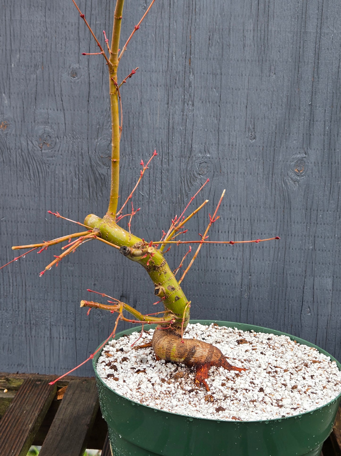 Field Grown Dwarf Japanese Maple, Acer palmatum. Apd114