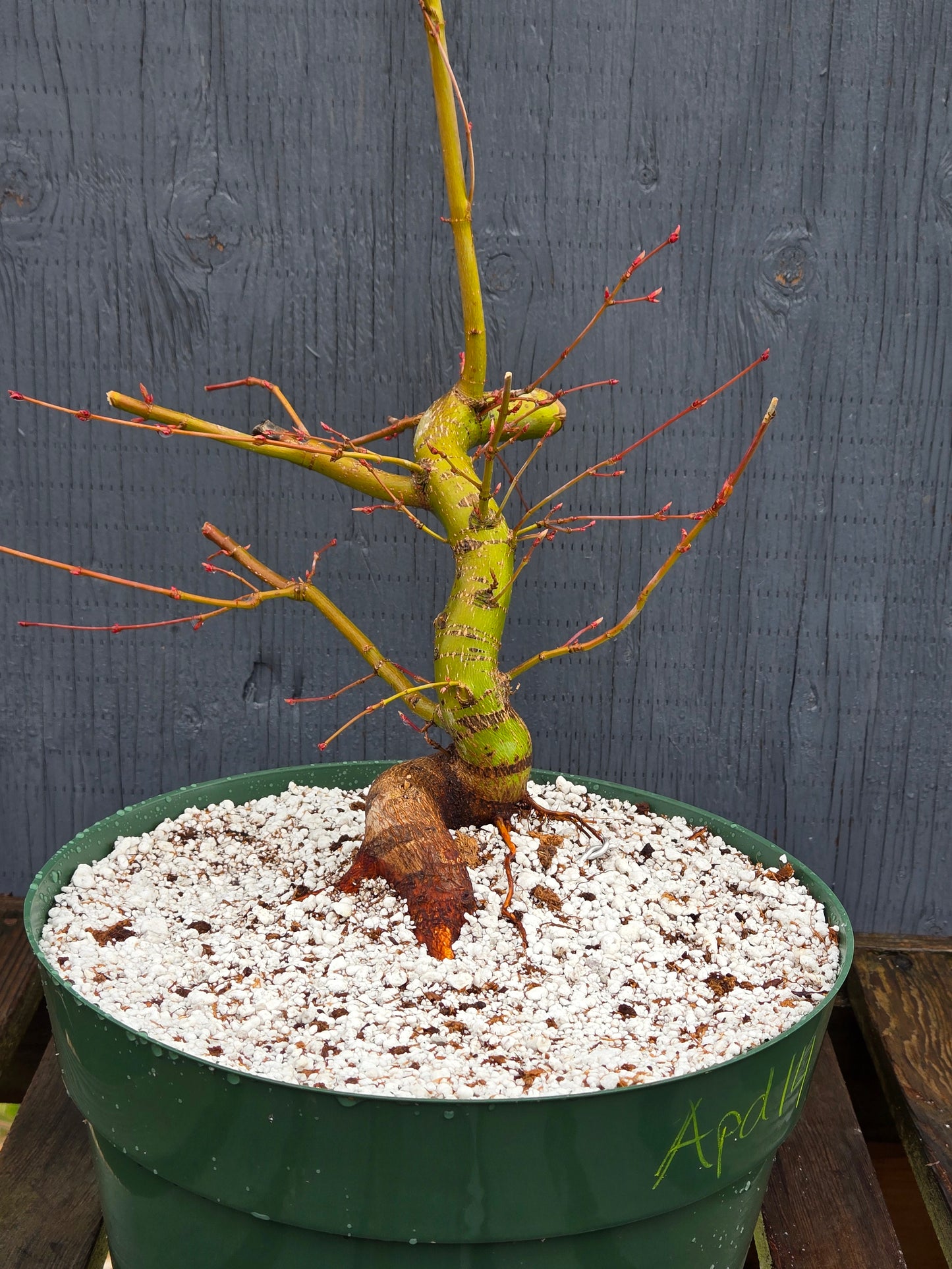 Field Grown Dwarf Japanese Maple, Acer palmatum. Apd114