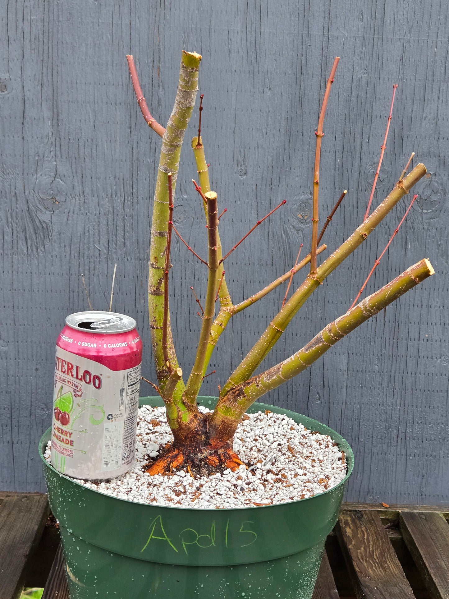 Field Grown Dwarf Japanese Maple, Acer palmatum. Apd115, Multi Stem.